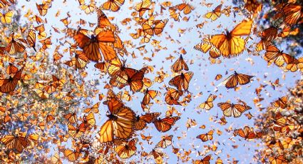 Ingresa a Tamaulipas la caravana más grande de migrantes de Canadá y EU... la mariposa monarca