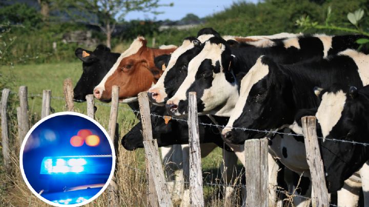 Macabro hallazgo en Anáhuac: hombre buscaba vaca perdida y encuentra cuerpo de mujer