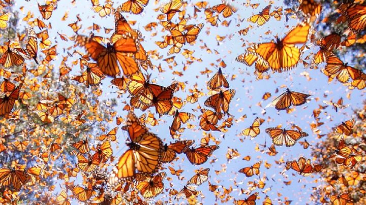 Ingresa a Tamaulipas la caravana más grande de migrantes de Canadá y EU... la mariposa monarca