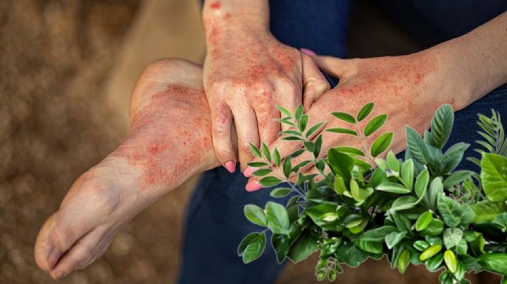 3 plantas de jardín que podrían verse bonitas, pero son tóxicas