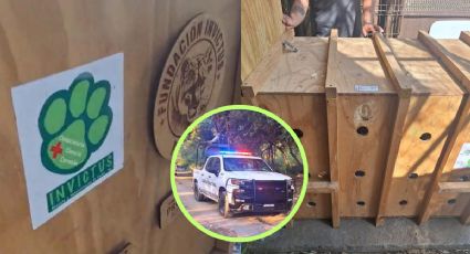 Profepa traslada a osa tras negligencia en ‘La Pastora’; despiden a directivo por malos cuidados