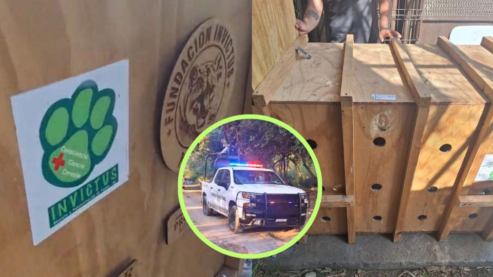 Trasladan a osa a Hidalgo