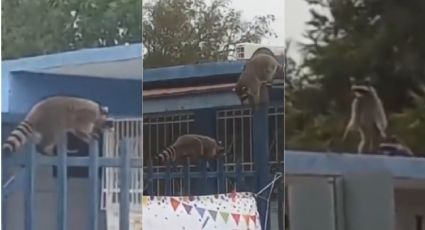 Mapaches salvajes se 'apoderan' de primaria; pusieron en riesgo a menores | VIDEO