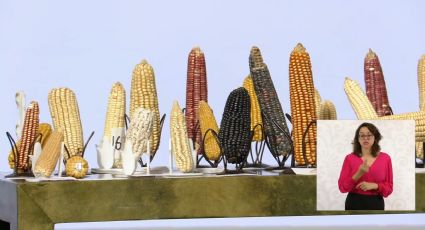 'Sin maíz no hay país': Alicia Bárcena y Sheinbaum destacan la importancia del grano en México