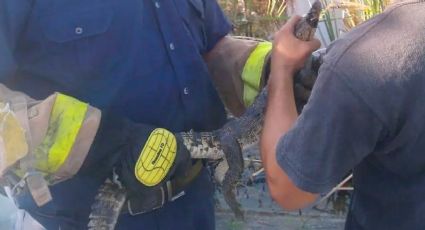 Cocodrilo rondaba por dentro de la clínica del IMSS de Altamira; lo descubren y causa terror