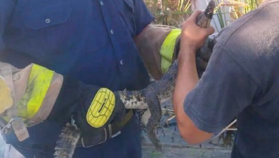 Cocodrilo rondaba por dentro de la clínica del IMSS de Altamira; lo descubren y causa terror