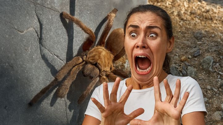 Estas son las especies de arañas mortales que existen en México, según la UNAM