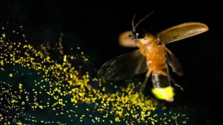 Descubren nueva especie de luciérnaga en Chapultepec; usuarios pueden elegir su nombre