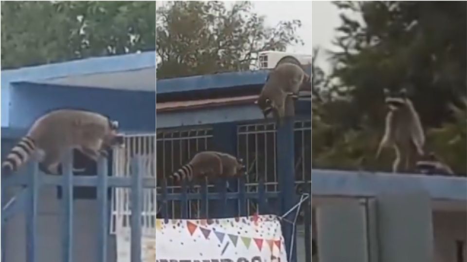 Mapaches invaden escuela primaria en México