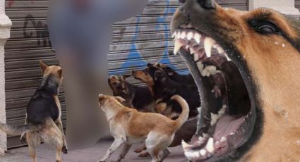 Abuelita iba a Walmart y manada de perros la atacan hasta matarla | VIDEO
