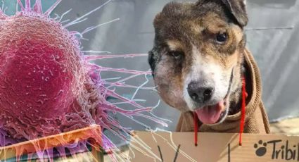 Cáncer en perros: 8 razas son más propensas a desarrollar la enfermedad
