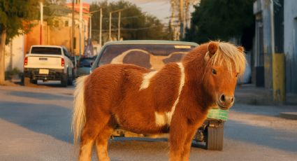 Captan a hombre viajando con un poni como copiloto en Nuevo León | VIDEO