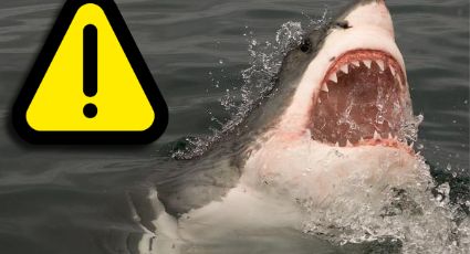 Mexicano es atacado por tiburón en Costa Rica; tiene heridas graves en todo el cuerpo