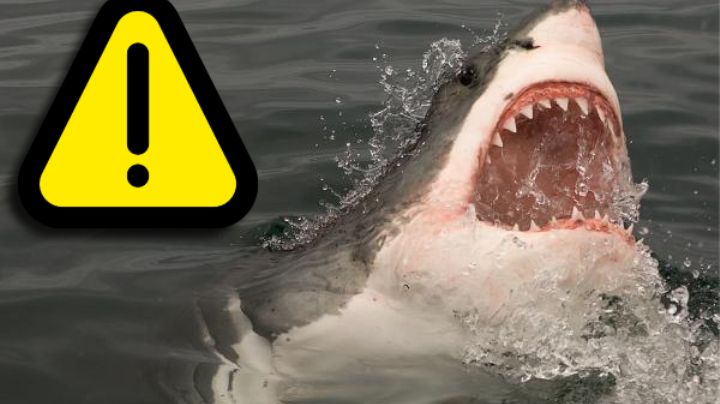 Mexicano es atacado por tiburón en Costa Rica; tiene heridas graves en todo el cuerpo