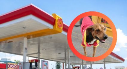 Nuevo Laredo: OxxoGas 'adopta' a Jenny, una perrita sin hogar; le dan hasta uniforme