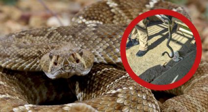 Víbora de cascabel se meta a casa y aterroriza a familia en Tamaulipas; PC emite alerta