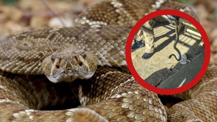 Víbora de cascabel se meta a casa y aterroriza a familia en Tamaulipas; PC emite alerta