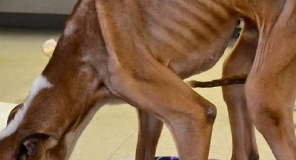 Joven es detenida por crueldad animal en Laredo; tenía perritos desnutridos y en malas condiciones
