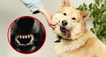 Así puedes acercarte a un perro sin que te muerda, según los expertos