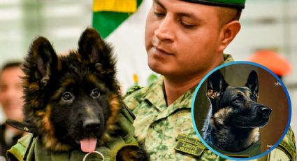 'Arkadas' ya creció: así luce el perro rescatista que México adoptó tras la muerte de 'Proteo' | VIDEO