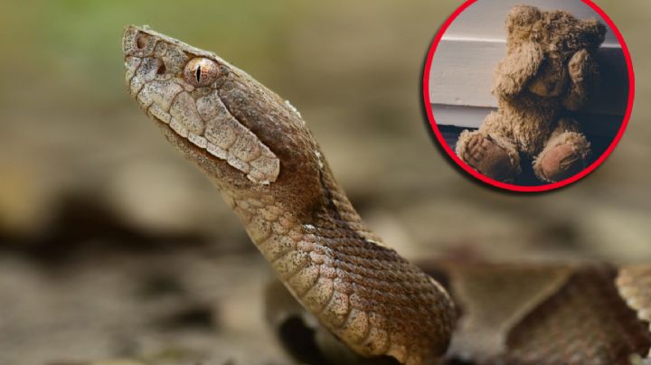 Niño de 4 años hospitalizado tras mordedura de serpiente venenosa; guardería bajo investigación