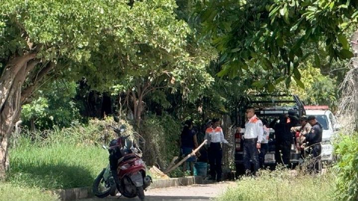 Dan salchichas envenenadas a perritos, mueren dos y un indigente termina intoxicado