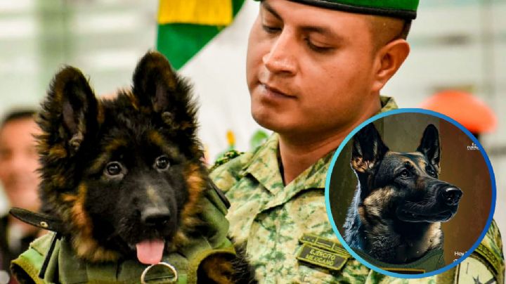 'Arkadas' ya creció: así luce el perro rescatista que México adoptó tras la muerte de 'Proteo' | VIDEO