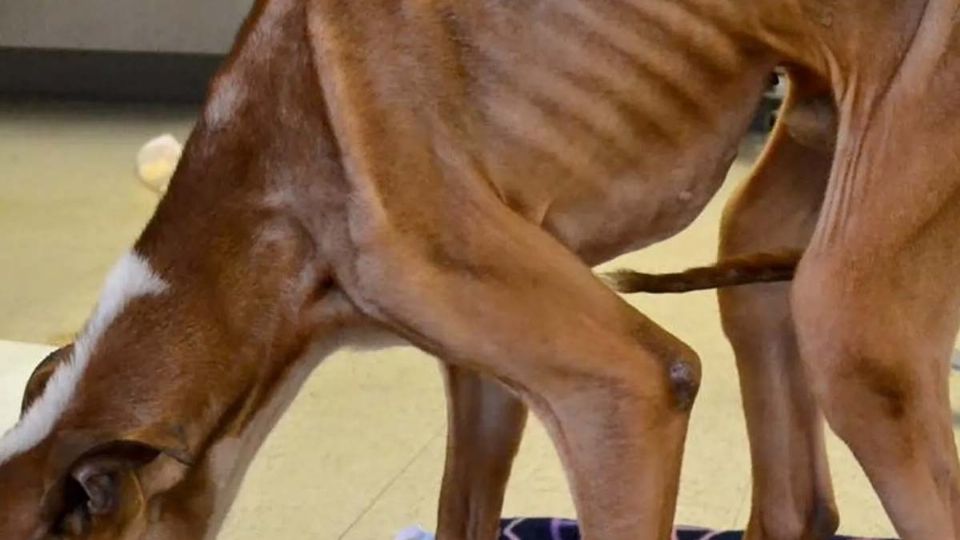 Detienen a joven por maltrato animal
