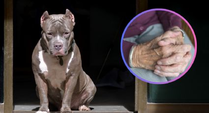 MOMENTO EXACTO en el que  abuelita se lanza a mordidas contra un pitbull; protegía a su mascota