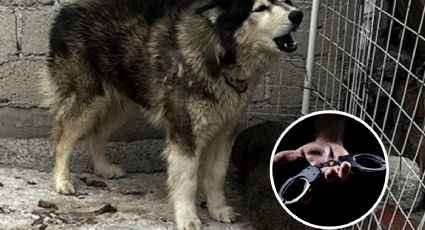 Periodistas rescatan a perro abandonado, pero su buena acción podría llevarlos a la cárcel