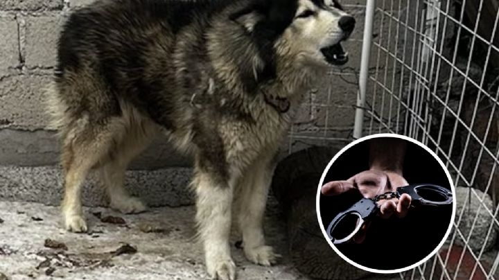 Periodistas rescatan a perro abandonado, pero su buena acción podría llevarlos a la cárcel