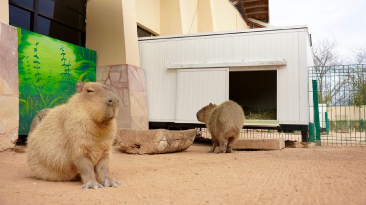 Zoológico de Nuevo Laredo refuerza medidas de protección animal ante bajas temperaturas