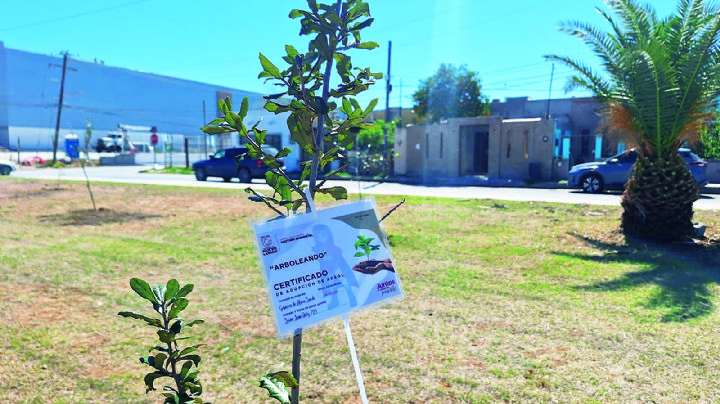 Impulsan reforestación en Nuevo Laredo; plantan 250 árboles al mes
