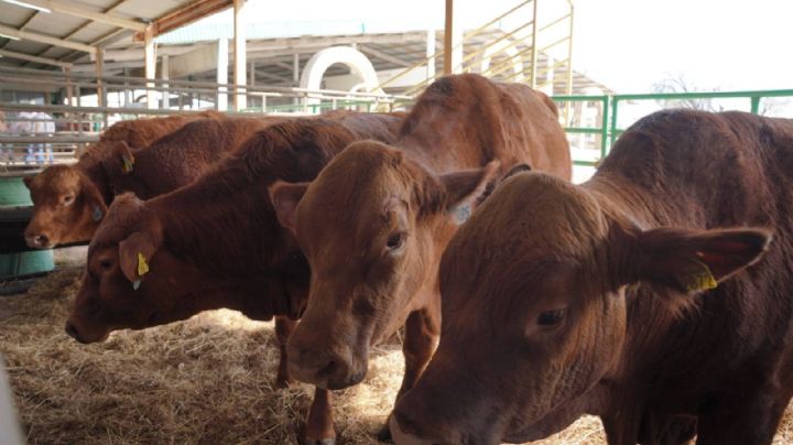 Dirección de Desarrollo Rural refuerza vigilancia sanitaria tras detección de gusano barrenador en Tamaulipas