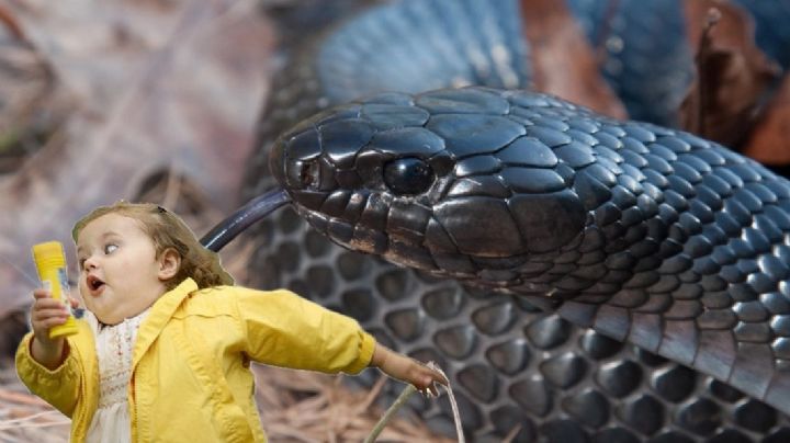 Impresionante serpiente alarma en la Ruta del Jabalí; especie es la más grande de Norteamérica | VIDEO