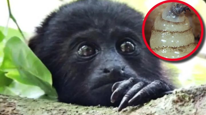 Alertan por caso de gusano barrenador en mono saraguato, especie en riesgo