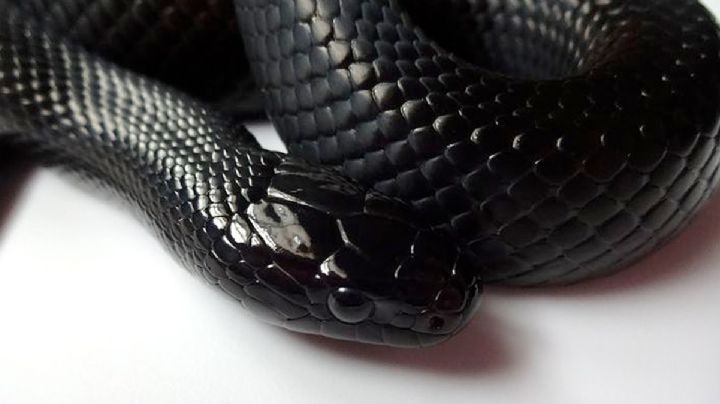 La serpiente negra que devora cascabeles y el recurso de ahuyentar víboras con mangueras