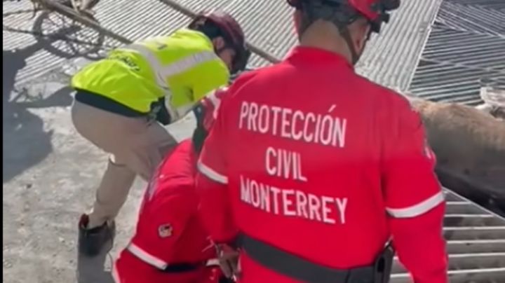 Encuentran a caballo atorado en alcantarilla en Monterrey; ¿qué sucedió?