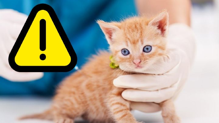 ¿Tienes gatos en casa?; síntomas del 'Covid felino' que alerta a veterinarios en todo el mundo