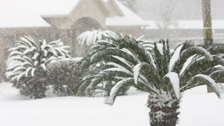 Se registran intensas nevadas ¡en Florida!; nieve se acumula en las palmeras