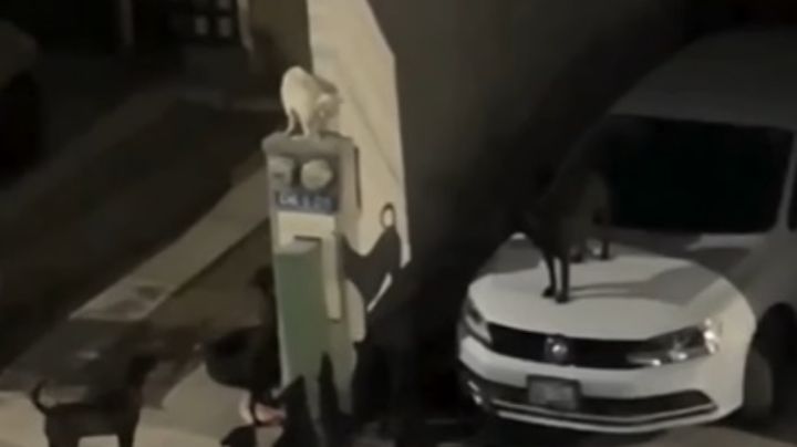 Jauría de perros negros sorprende en Nuevo León; se trepan a los autos y rayan carrocería | VIDEO