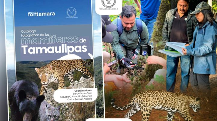 Difunde la UAT catálogo fotográfico de los mamíferos de Tamaulipas