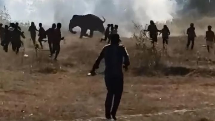 Elefante hormonal fuera de control deja al menos 22 muertos en India; recorrió más de 100 kilómetros | VIDEO