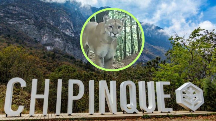 Imágenes de puma en Chipinque generan alerta; parque aclara que no hay peligro para visitantes | VIDEO