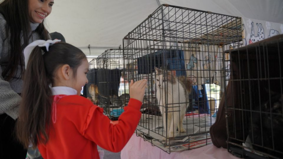 Acude a adoptar un perrito o un gatito.