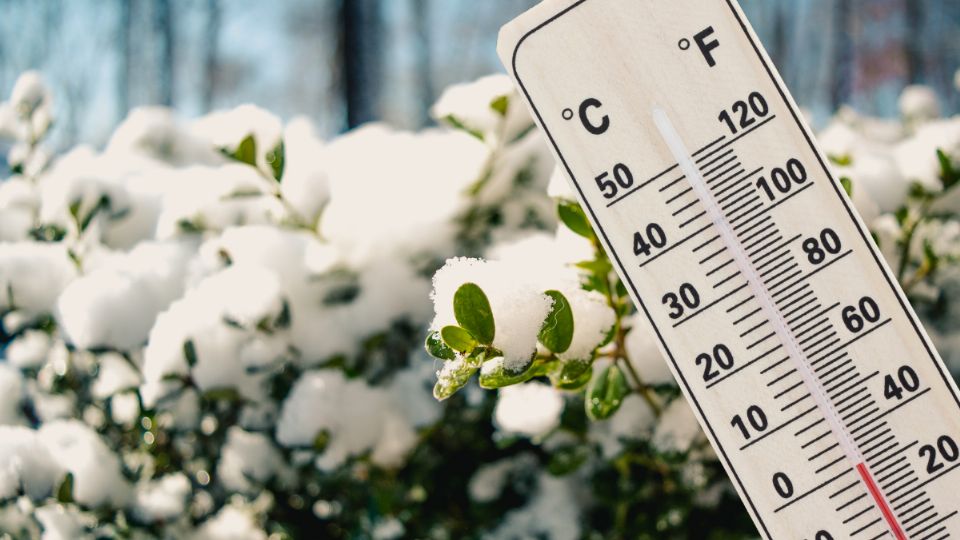 Así puedes proteger tus plantas del frío extremo