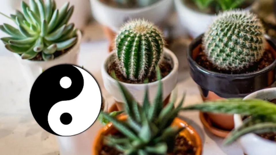 ¡No le tengas miedo! El cactus es considerado un escudo energético natural