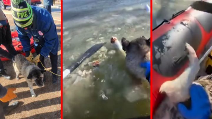 Perro es salvado de morir congelado tras caer a agua helada; iba a fallecer de hipotermia | VIDEO