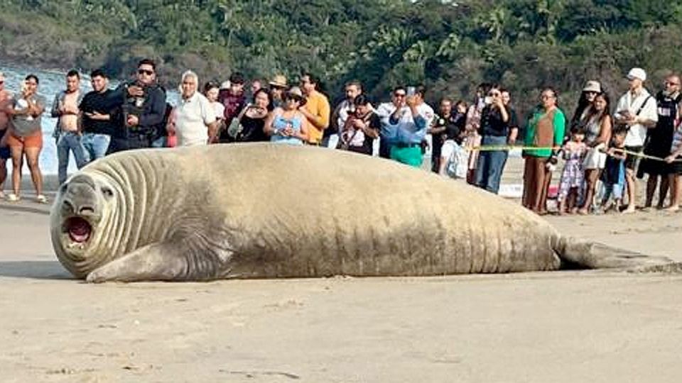 El animal marino pesa varias toneladas
