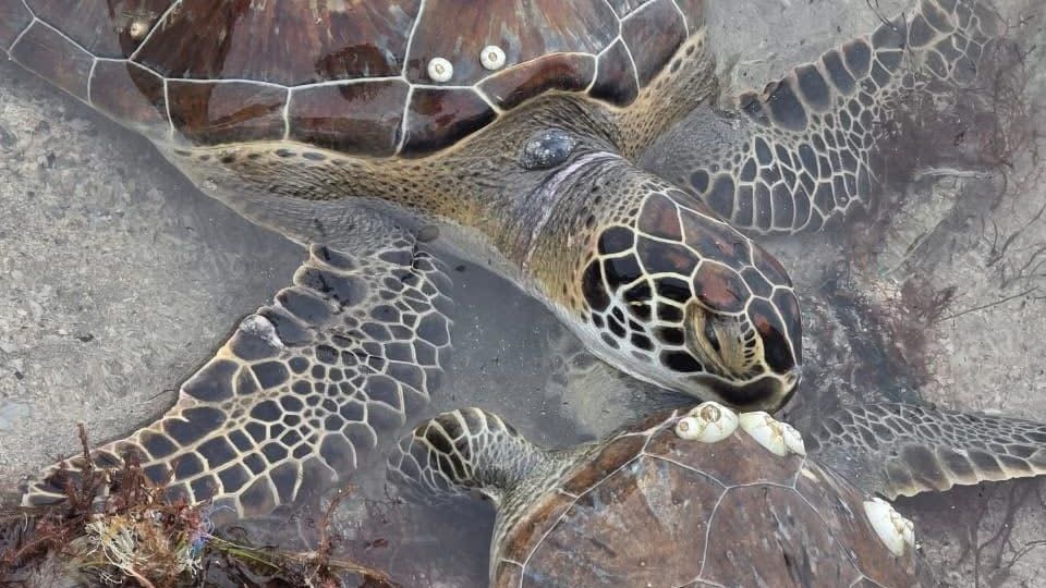 Tortugas quedan varadas por frío extremo